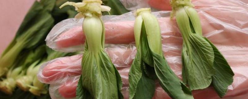 油菜能否放在冰箱中保存
