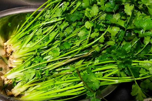油菜能否放在冰箱中保存，放入冰箱中可保鲜5天左右