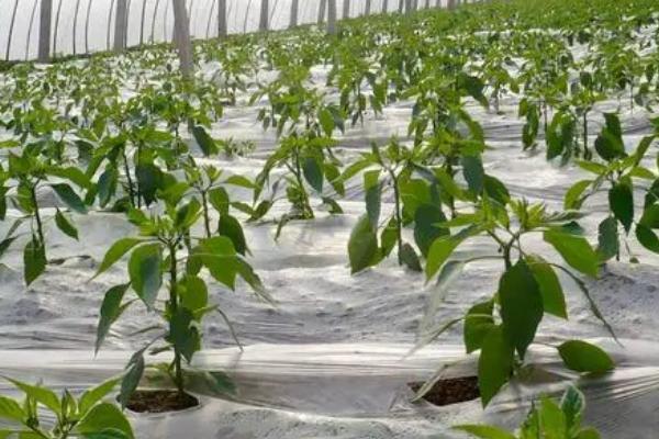 蔬菜施微肥的用量，主要取决于肥料类型