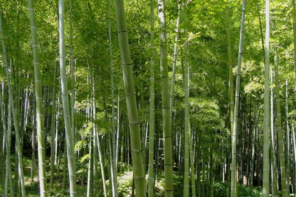 竹子有什么品种，可分为丛生型、散生型和混生型三类