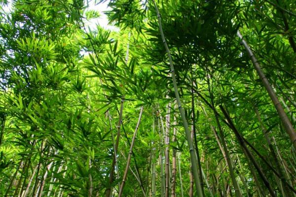 竹子有什么品种，可分为丛生型、散生型和混生型三类