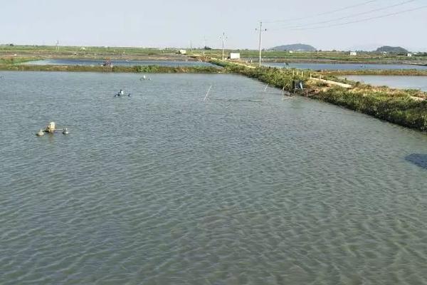 黑鱼冬天为何容易死亡，入冬后抵抗力较差、容易被冻死