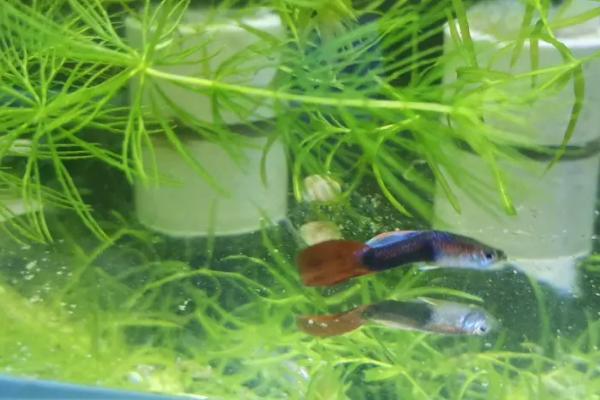 孔雀鱼在鱼缸底不动的原因，水温过低时食欲会下降、且活动性减弱