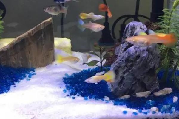 孔雀鱼在鱼缸底不动的原因，水温过低时食欲会下降、且活动性减弱
