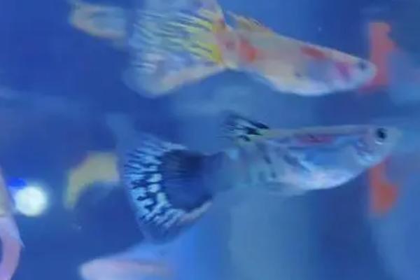 孔雀鱼在鱼缸底不动的原因，水温过低时食欲会下降、且活动性减弱