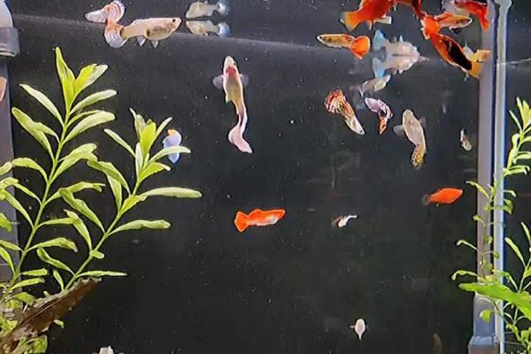 孔雀鱼在鱼缸底不动的原因，水温过低时食欲会下降、且活动性减弱