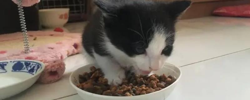 10克猫粮有多少粒