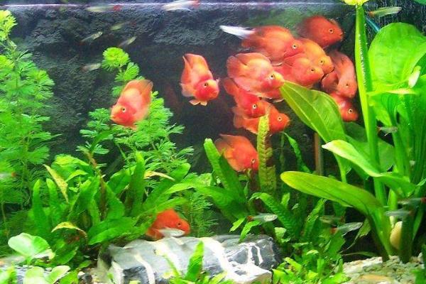 鱼缸噪音过大如何处理，可在充氧泵下方塞一个软垫、通过减震来减少噪音