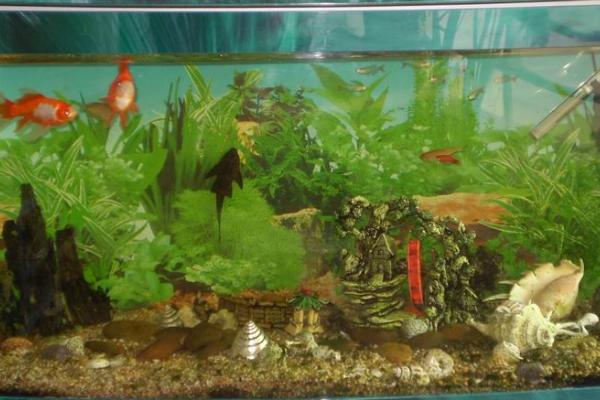 鱼缸噪音过大如何处理，可在充氧泵下方塞一个软垫、通过减震来减少噪音