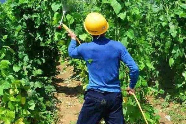 用什么药防治瓜类霜霉病，百菌清、代森锰锌等药物是适宜选择