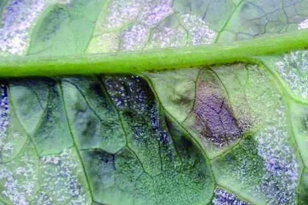 用什么药防治瓜类霜霉病，百菌清、代森锰锌等药物是适宜选择