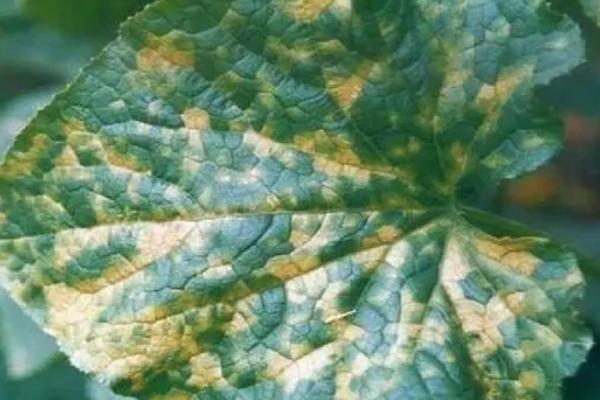 用什么药防治瓜类霜霉病，百菌清、代森锰锌等药物是适宜选择