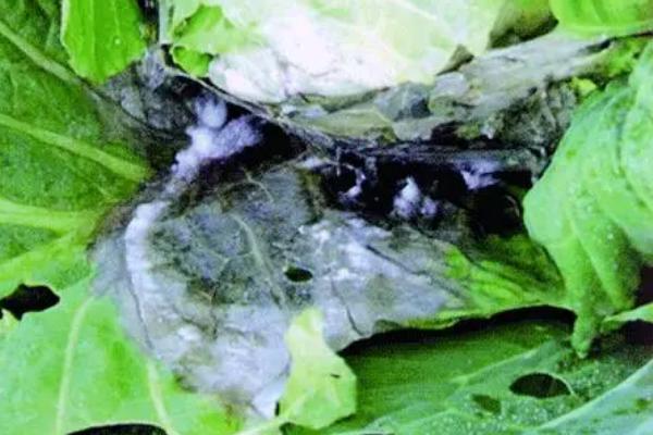 冬天大棚蔬菜容易发生什么病害，包括灰霉病、菌核病、细菌性流胶病、霜霉病