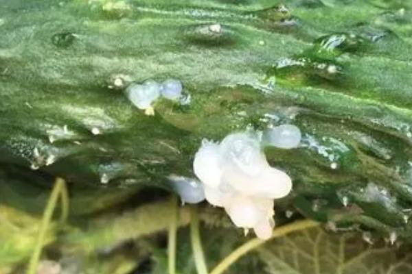 冬天大棚蔬菜容易发生什么病害，包括灰霉病、菌核病、细菌性流胶病、霜霉病