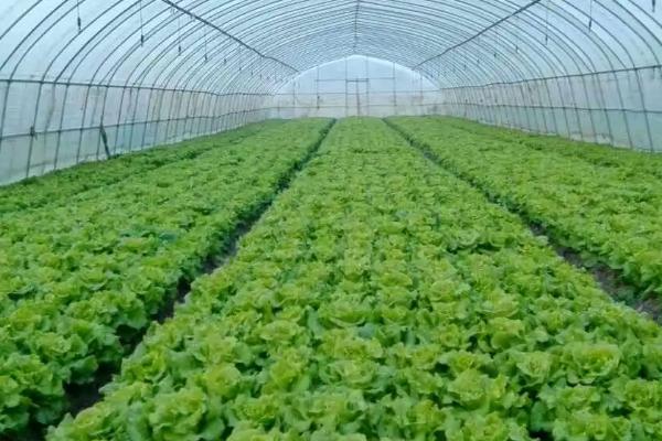 冬天大棚蔬菜容易发生什么病害，包括灰霉病、菌核病、细菌性流胶病、霜霉病