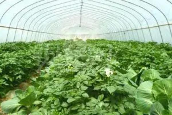 冬天大棚蔬菜容易发生什么病害，包括灰霉病、菌核病、细菌性流胶病、霜霉病