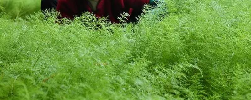 小茴香的收获时间