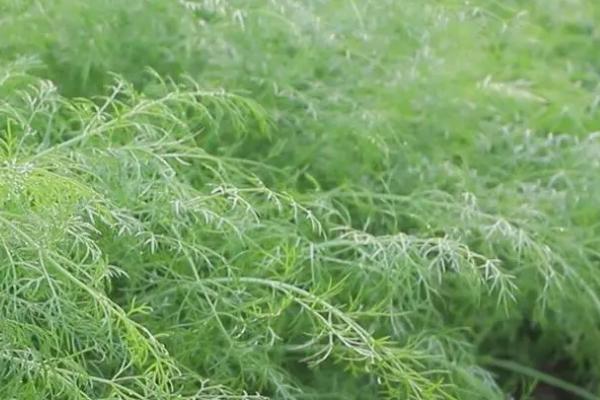 小茴香的收获时间，春季种植可在5-6月份采收