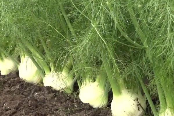小茴香的收获时间，春季种植可在5-6月份采收
