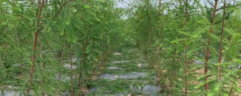 移栽中山杉树苗的要点