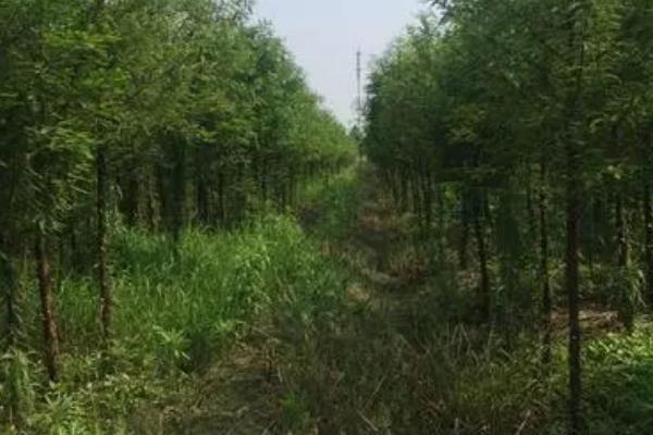 移栽中山杉树苗的要点，移栽前要向定植穴内施入足够的有机肥