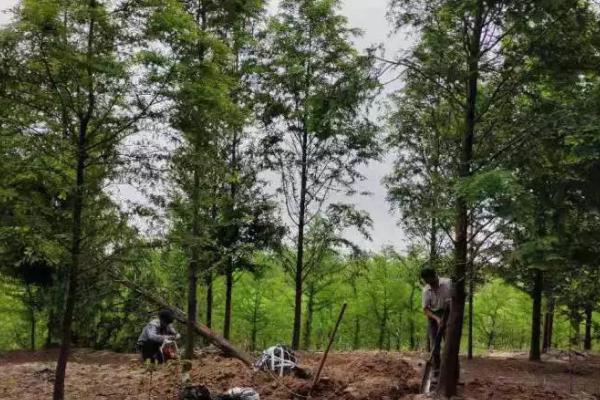 移栽中山杉树苗的要点，移栽前要向定植穴内施入足够的有机肥