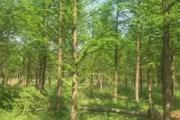 移栽中山杉树苗的要点，移栽前要向定植穴内施入足够的有机肥