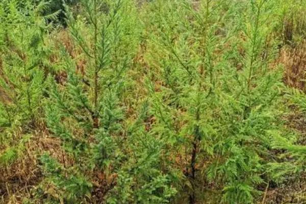 移栽中山杉树苗的要点，移栽前要向定植穴内施入足够的有机肥