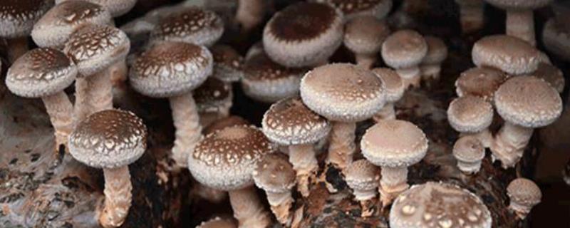 无公害食用菌出现害虫怎么防治
