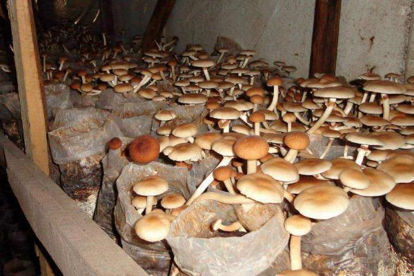 无公害食用菌出现害虫怎么防治，可将受害菌袋放在阳光下暴晒
