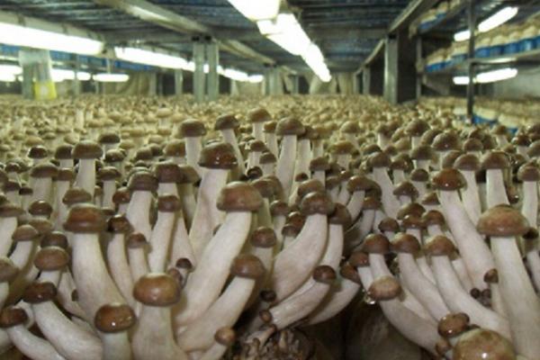 无公害食用菌出现害虫怎么防治，可将受害菌袋放在阳光下暴晒