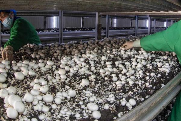 无公害食用菌出现害虫怎么防治，可将受害菌袋放在阳光下暴晒