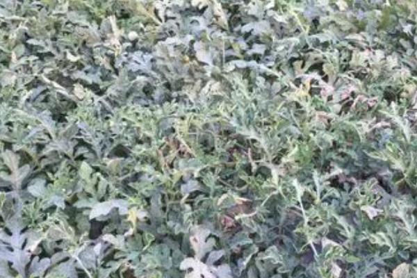 西瓜缓苗期出现死苗情况如何防治，可选用壮苗、无病苗作为定植对象