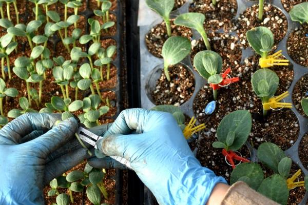 西瓜缓苗期出现死苗情况如何防治，可选用壮苗、无病苗作为定植对象