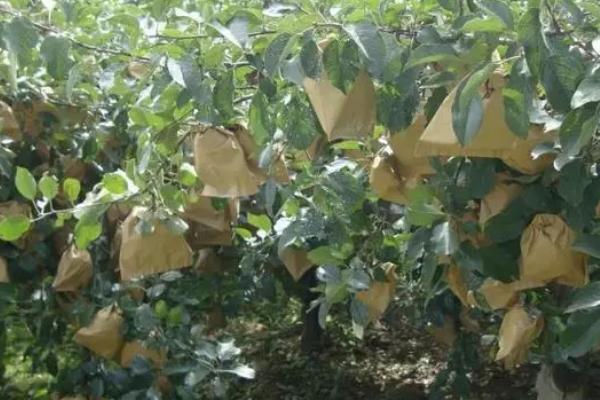 苹果树怎么套袋，将果实悬于袋中再将袋口横向折叠、最后扎紧