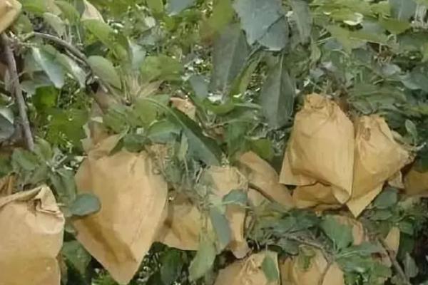 苹果树怎么套袋，将果实悬于袋中再将袋口横向折叠、最后扎紧