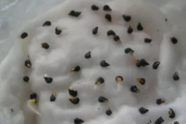种植茄子的过程，需经过浸种催芽后再播种育苗