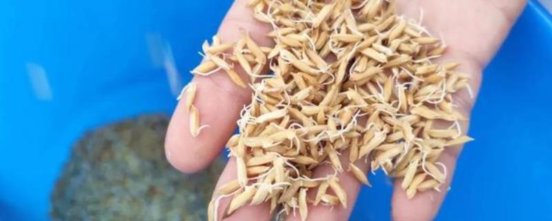 水稻种子如何浸种催芽