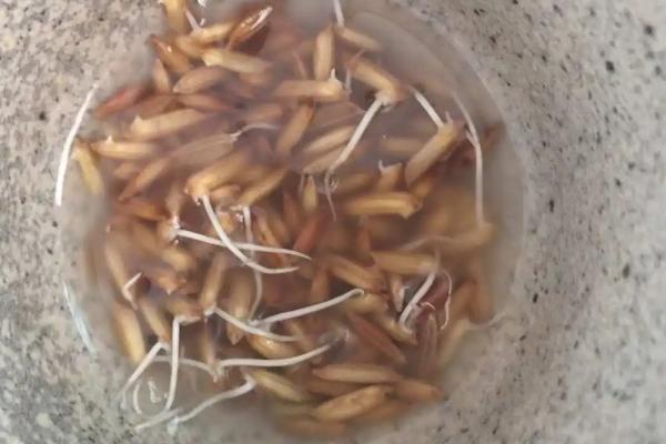 水稻种子如何浸种催芽，晾晒后剔除秕粒、再用清水浸泡