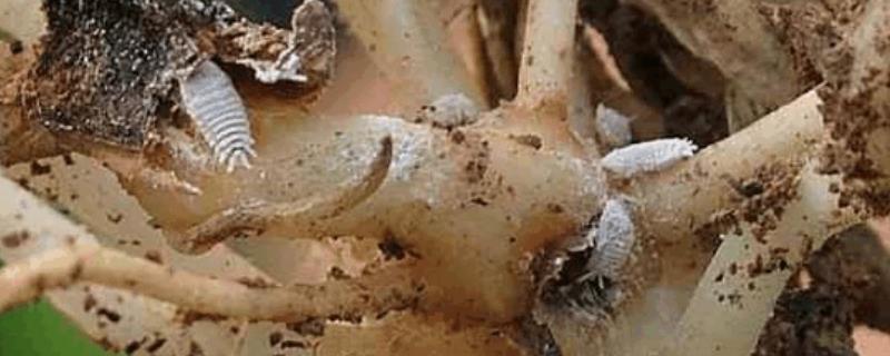 玉米耕葵粉蚧的农药防治技巧