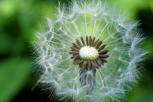 识别种子质量优劣的方法，常用这5种方式检验
