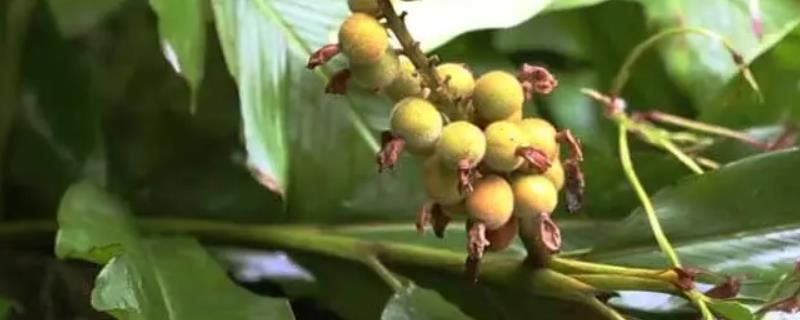 草豆蔻的亩产量