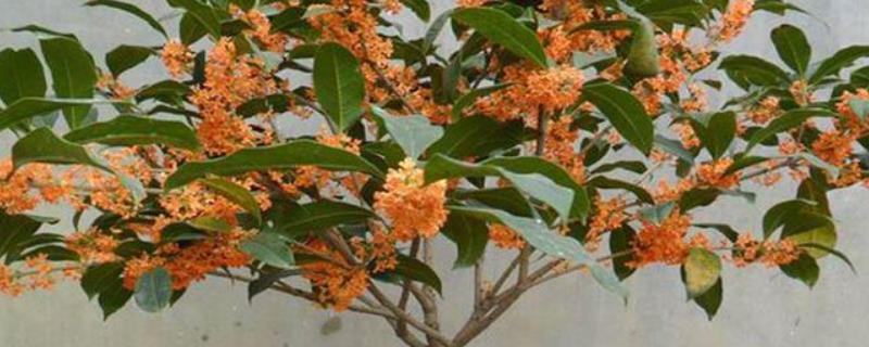 怎么养好桂花树