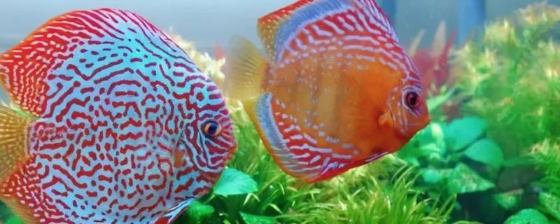 新手如何饲养七彩神仙鱼