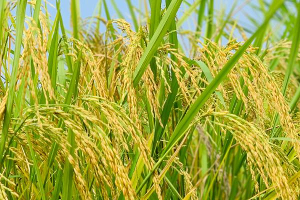 优质水稻怎么施肥，扬花期和灌浆期可各喷施一次磷酸二氢钾