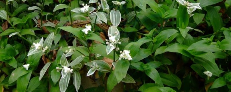 白花紫露草的养护方法