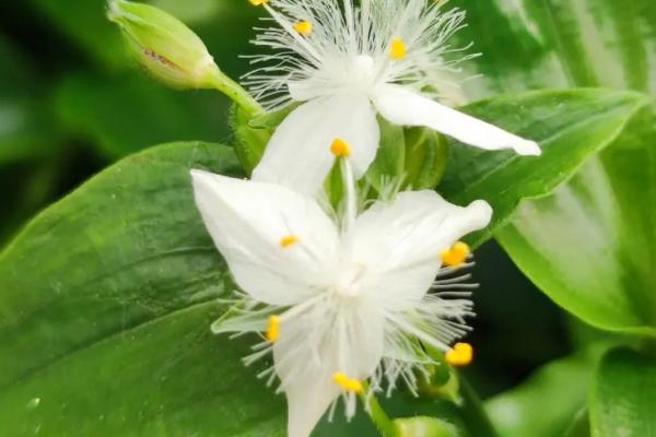 白花紫露草的养护方法，夏季忌日光暴晒