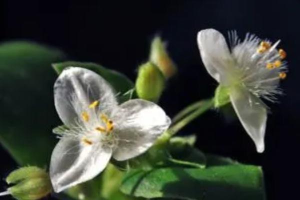 白花紫露草的养护方法，夏季忌日光暴晒