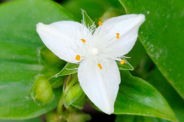 白花紫露草的养护方法，夏季忌日光暴晒