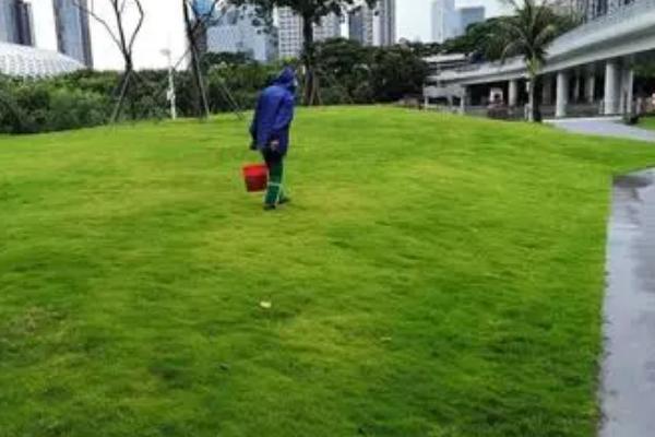 冬天怎么对草坪施肥，可利用机器直接进行撒施